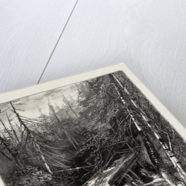 Forest Stream, and Timber Slide, Canada by Anonymous