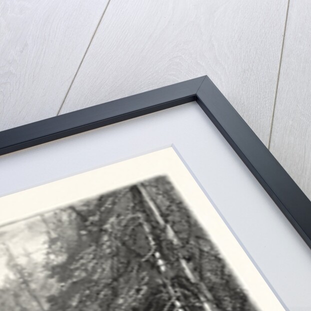 Forest Stream, and Timber Slide, Canada by Anonymous