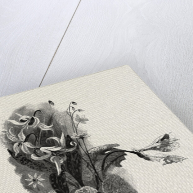 Nova Scotia, Spring Beauty, Sanguinaria, and Dog-Tooth Violet, Canada by Anonymous