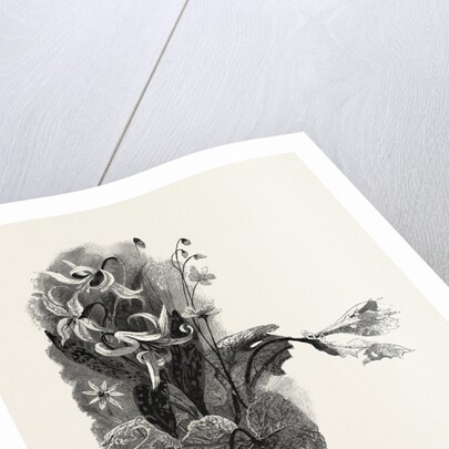 Nova Scotia, Spring Beauty, Sanguinaria, and Dog-Tooth Violet, Canada by Anonymous