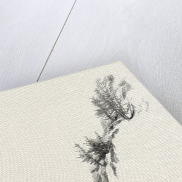 British Columbia, Waggon Road on the Fraser, Canada by Anonymous