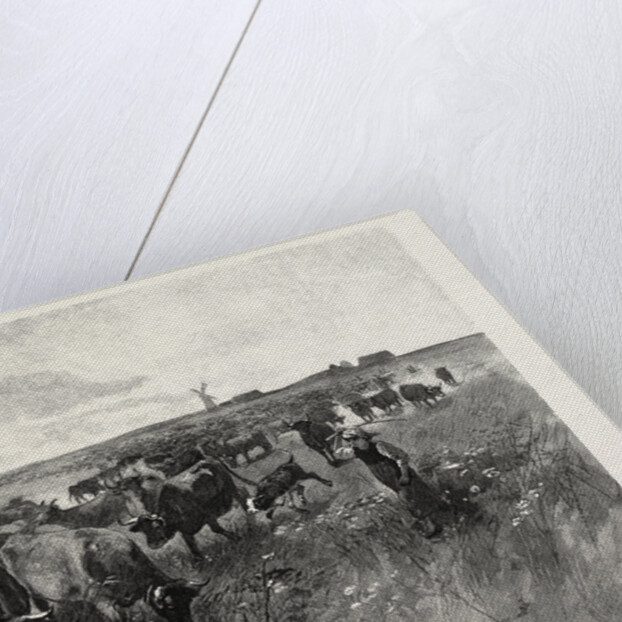 A Mennonite Girl Herding Cattle, Canada by Anonymous