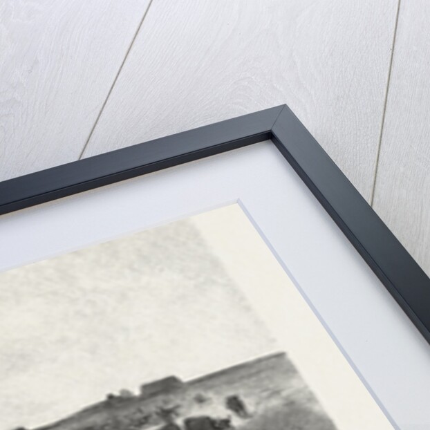 A Mennonite Girl Herding Cattle, Canada by Anonymous