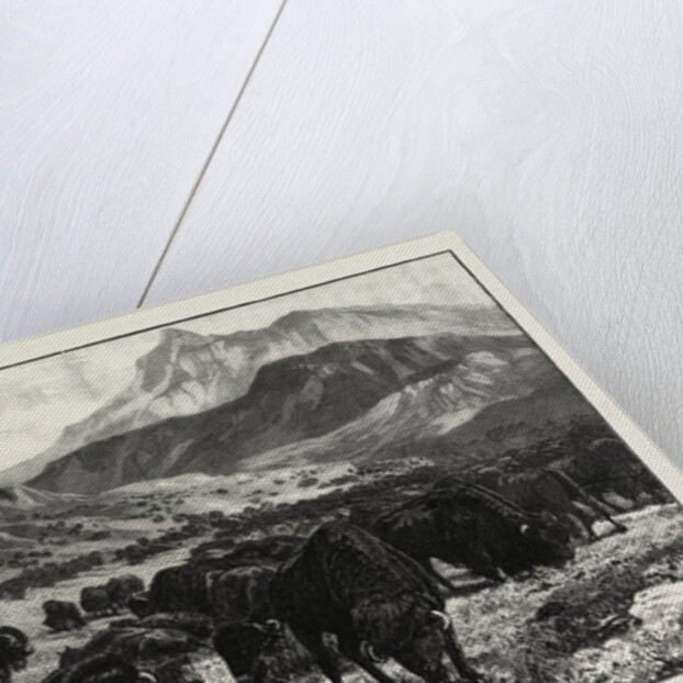 At the Foothills of the Rocky Mountains, Canada by Anonymous