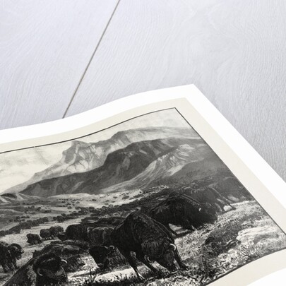 At the Foothills of the Rocky Mountains, Canada by Anonymous