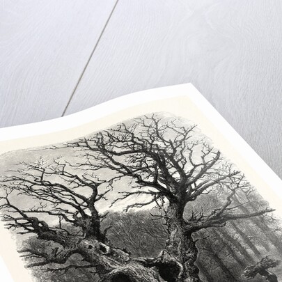 Windsor: William the Conqueror's Oak by Anonymous