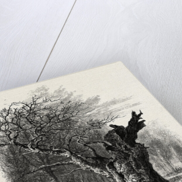 Giant Oak, Near Cranbourne Tower by Anonymous