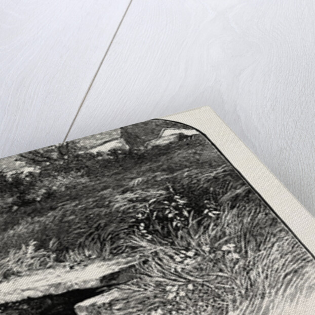 Dove Head by Anonymous