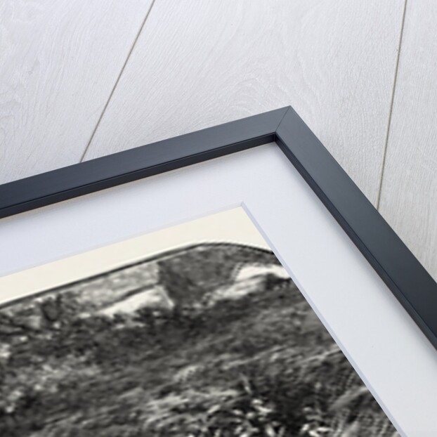 Dove Head by Anonymous