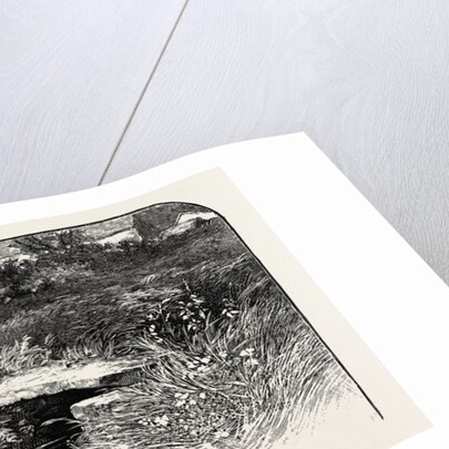 Dove Head by Anonymous