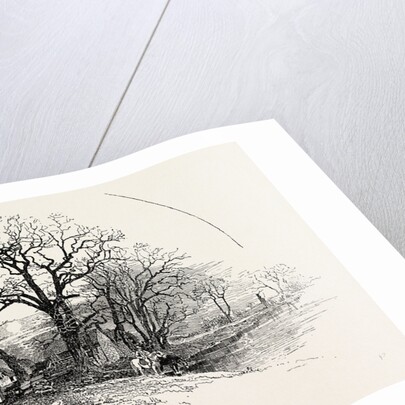 The Crow Trees, Barrow-on-Trent by Anonymous