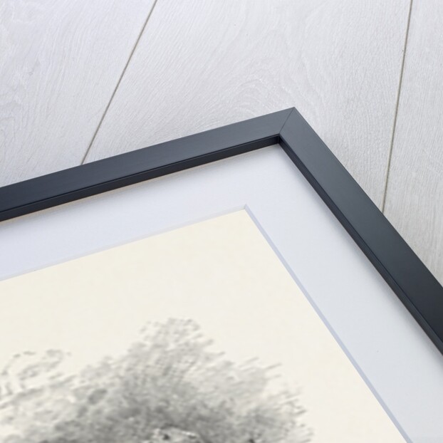 Newark Castle by Anonymous