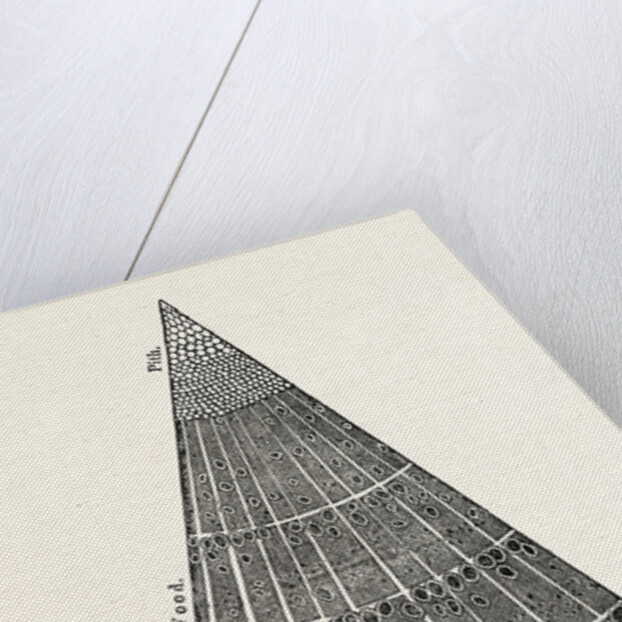 Portion of a Section of the Branch of a Tree. by Anonymous