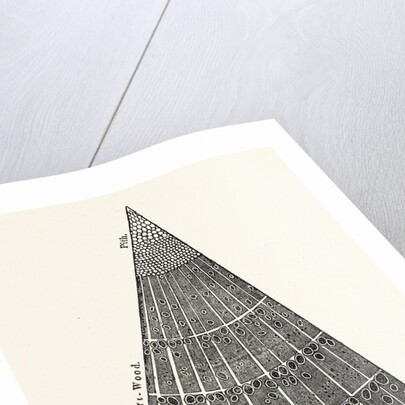Portion of a Section of the Branch of a Tree. by Anonymous