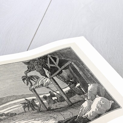 Cultivation of the Cotton Plant, Guiana by Anonymous