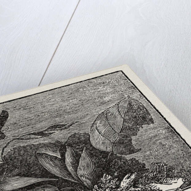 The Male and Female Glow-Worm. by Anonymous