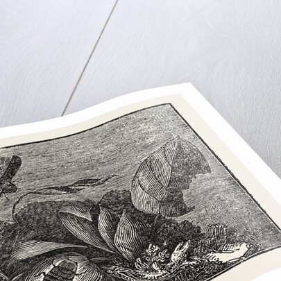 The Male and Female Glow-Worm. by Anonymous