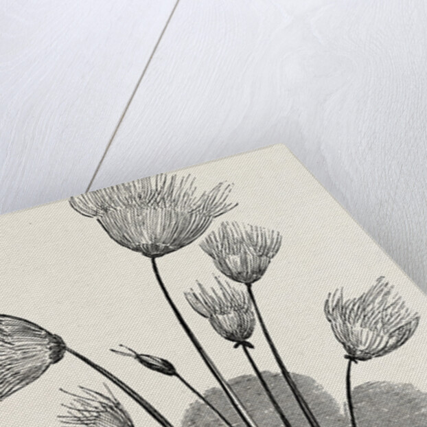 The Cyperus Papyrus. by Anonymous