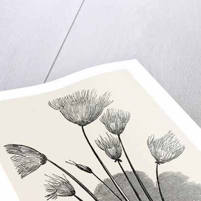 The Cyperus Papyrus. by Anonymous