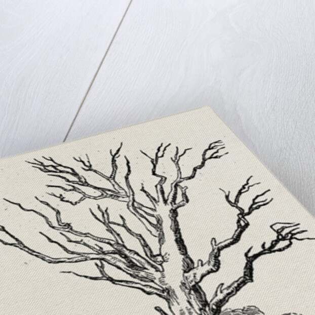 Herne's Oak, in Windsor Park by Anonymous