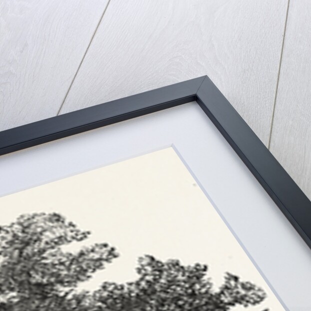 An Old Oak, in Its Decayed State. by Anonymous