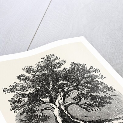 An Old Oak, in Its Decayed State. by Anonymous