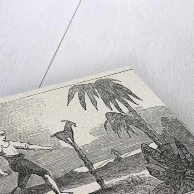 Singular Dexterity of a Goat by Anonymous