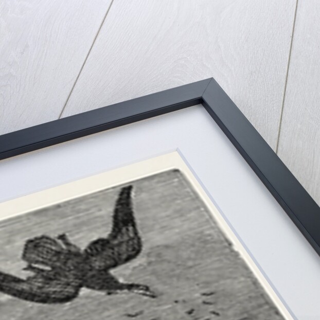 The Dolphin (or Dorado) Pursuing the Flying Fish by Anonymous