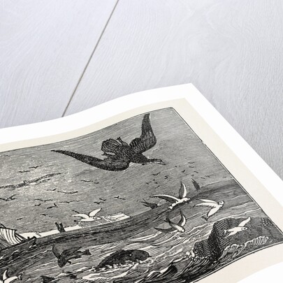 The Dolphin (or Dorado) Pursuing the Flying Fish by Anonymous