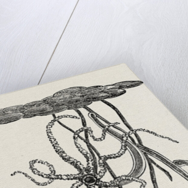 Magnified View of the Freshwater Polype by Anonymous