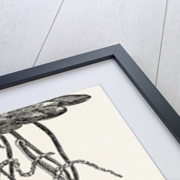 Magnified View of the Freshwater Polype by Anonymous