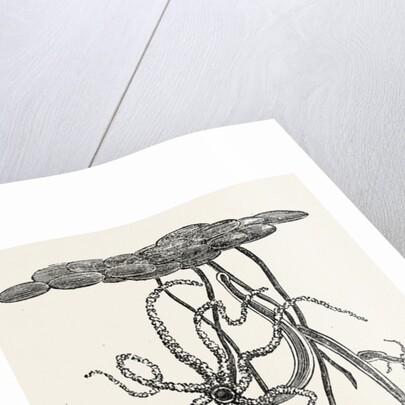 Magnified View of the Freshwater Polype by Anonymous