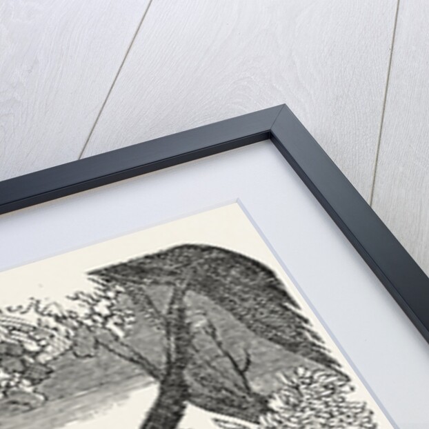 The Spider Monkey. by Anonymous