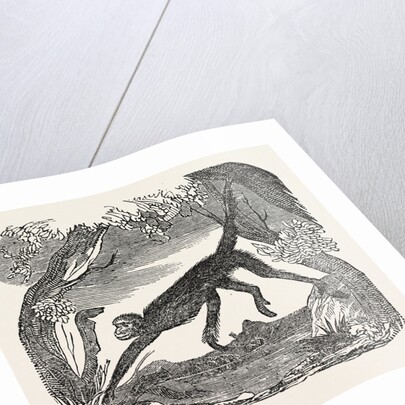 The Spider Monkey. by Anonymous