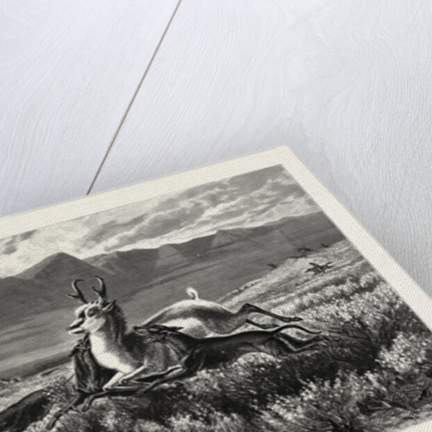 Antelope-Hunting on the Plains. W.M. Cary by Anonymous