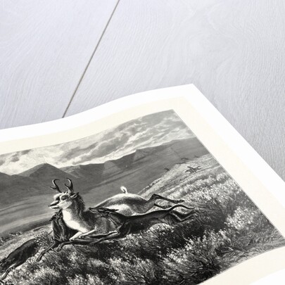 Antelope-Hunting on the Plains. W.M. Cary by Anonymous