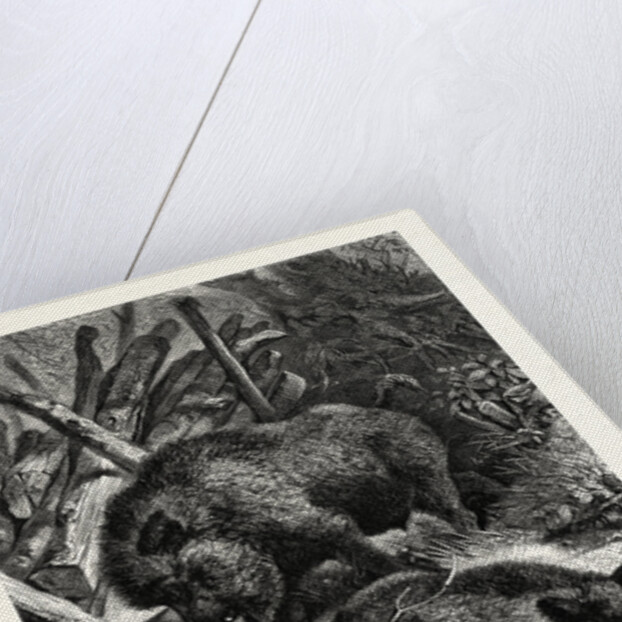 Wild Boars by Anonymous