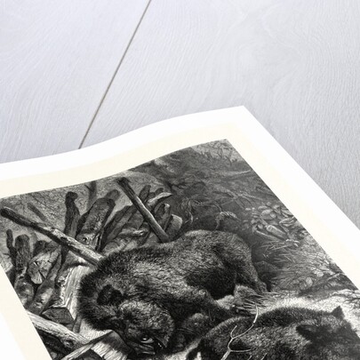 Wild Boars by Anonymous