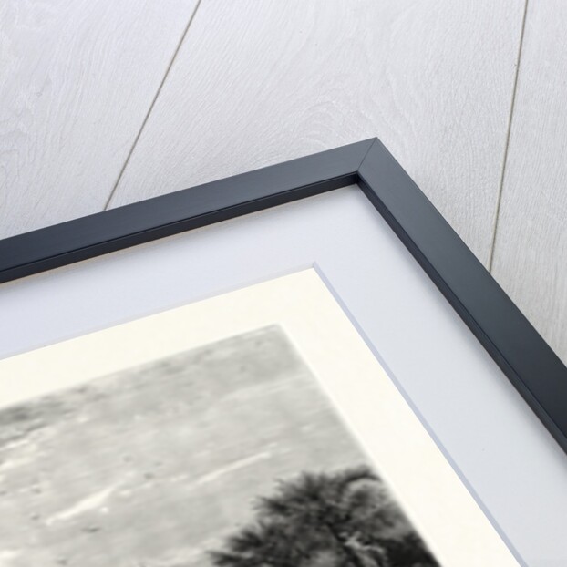 Moonrise on the Coast of Florida by Anonymous