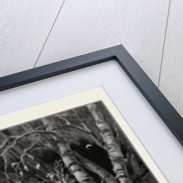 The Dying Hound by Anonymous