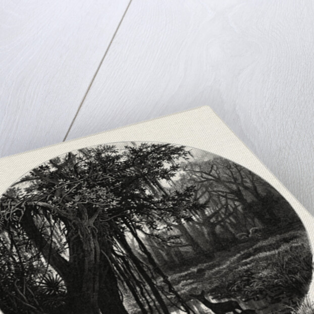 A Hummock, Florida by Anonymous