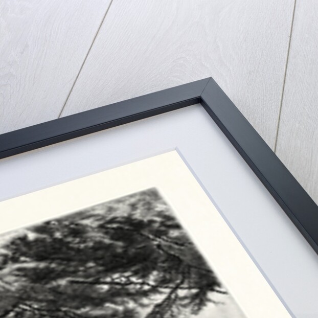 Hemlocks of Lake Otsego by Anonymous