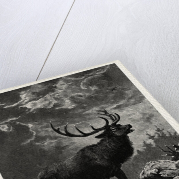 A Deer; after Specht by Anonymous