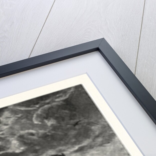 A Deer; after Specht by Anonymous