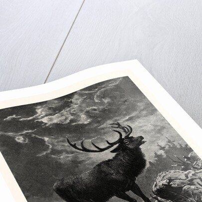 A Deer; after Specht by Anonymous