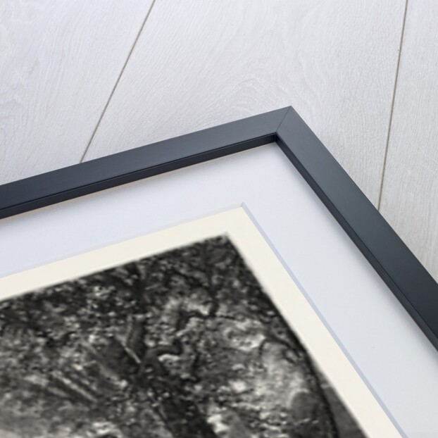 The Shady Lane by Anonymous