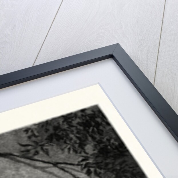 Little Rose by Anonymous