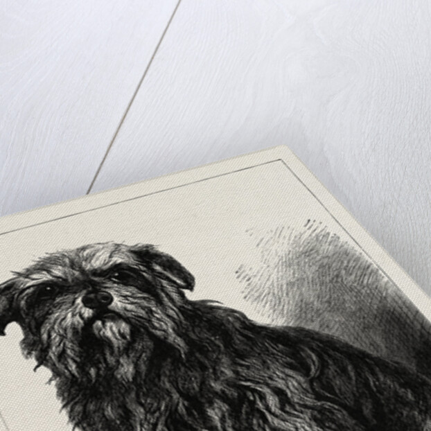 The Ugly Beauty by Anonymous