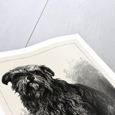 The Ugly Beauty by Anonymous