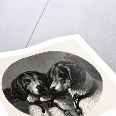 The Stag-Hounds by Anonymous